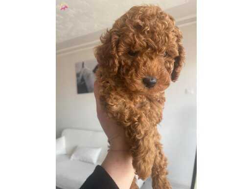 Has Toy POODLE inanılmaz oyuncu sosyal