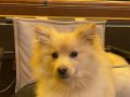 8 aylık pomeranian 