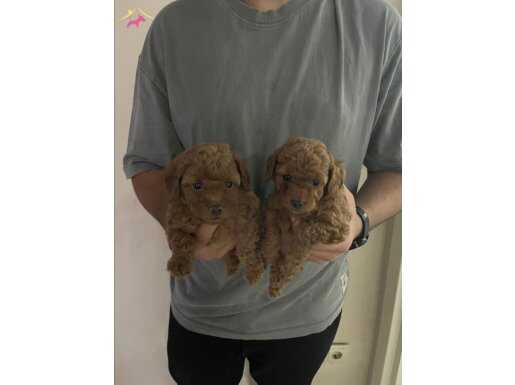 35 GÜNLÜK TOY POODLE YAVRULAR İSTANBUL