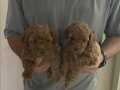 35 GÜNLÜK TOY POODLE YAVRULAR İSTANBUL