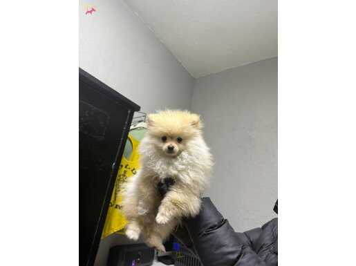 Ayı Surat Pomeranian Boo: Sosyal Ortamların Yeni Yıldızı