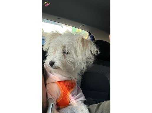 6 Aylık Maltese Terrier Aşılı Pasaportlu