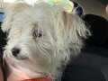 Maltese Terrier 5-6 Aylık pasaportlu aşılı