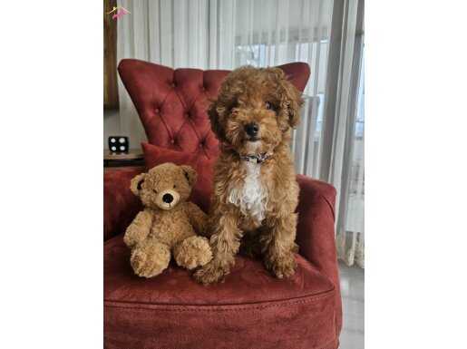 4 Aylık Dişi Toy Poodle