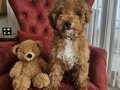 4 Aylık Dişi Toy Poodle