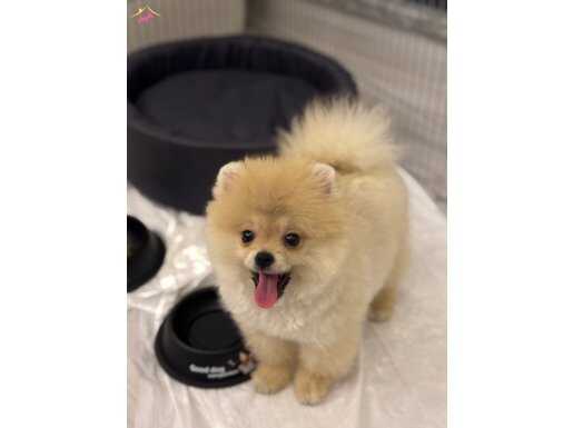 2.5 AYLIK TEDDY AYI SURAT POMERİAN BOO