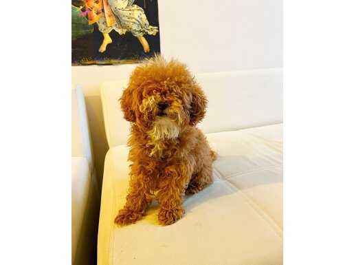 9 AYLIK DİŞİ TEACUP TOY POODLE