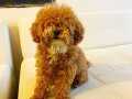 9 AYLIK DİŞİ TEACUP TOY POODLE