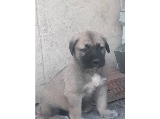 Kangal yavrulari erkek dişi mevcut