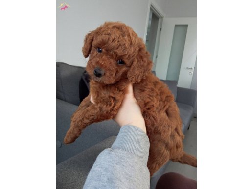 Yeni Yuvasını Arayan Toy Poddle