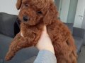 Yeni Yuvasını Arayan Toy Poddle