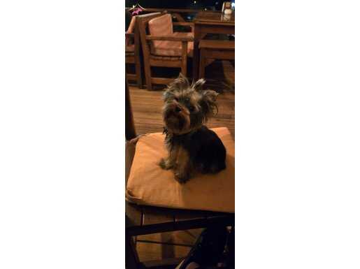 11aylık teacup yorkshire terrier