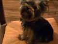 11aylık teacup yorkshire terrier