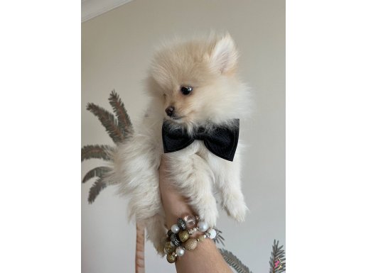 Pomeranian baby 