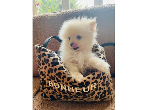 Pomeranian Bebekler 