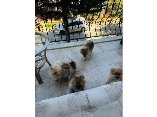 Pomeranian Teddy Kalite Yavrular