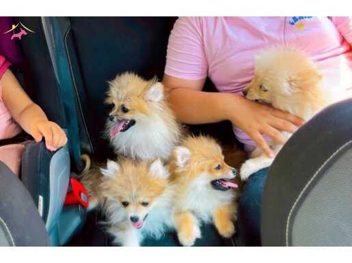Muhteşem Pomeranian  Bebeklerim Acil Yuva 