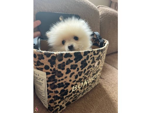Pomeranian Güzellikler