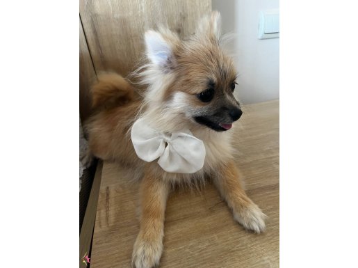 Pomeranian Teddy Karamel son iki yavrum tatlı patiler
