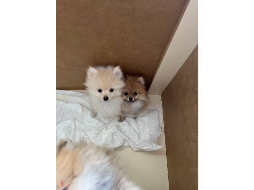 Pomeranian Beyaz Prens SON YAVRU