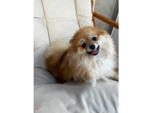 Pomeranian Mini Boy sevimli yavrum