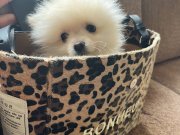Pomeranian Yavrularım  Acil