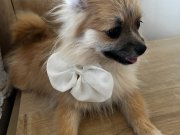 Pomeranian Teddy Karamel son iki yavrum tatlı patiler