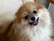 Pomeranian Mini Boy sevimli yavrum