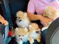 Muhteşem Pomeranian  Bebeklerim Acil Yuva 