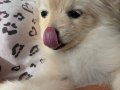 Beyaz Pomeranian Spitz güzellik