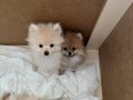 Pomeranian Beyaz Prens SON YAVRU