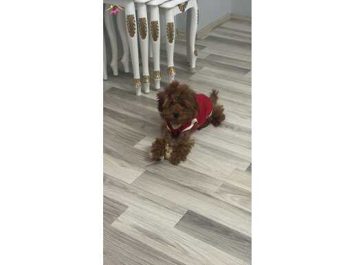 toy poodle acileyeti varre