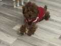 toy poodle acileyeti varre
