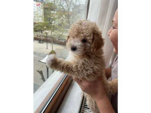 Aileden verilecek yavru maltipoo 