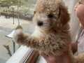Aileden verilecek yavru maltipoo 