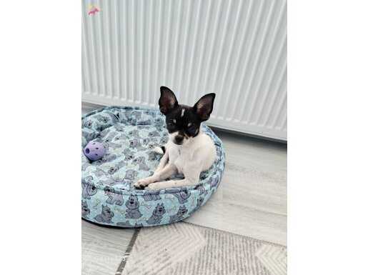 Chihuqhua erkek teacup 