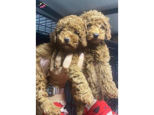 Toy poodle 