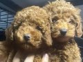 Toy poodle 