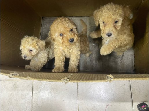 45 Günlük yavru dişi poodle 