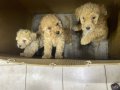 45 Günlük yavru dişi poodle 