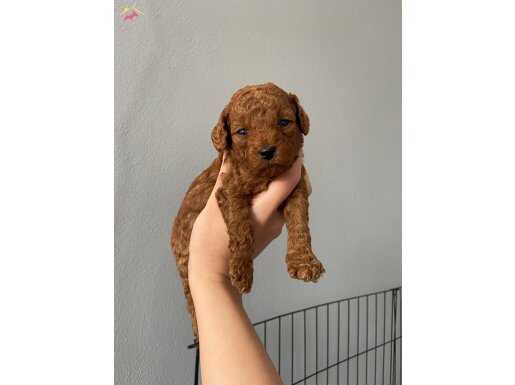Toy poddle 9 mart doğumlu 