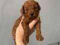 Toy poddle 9 mart doğumlu 