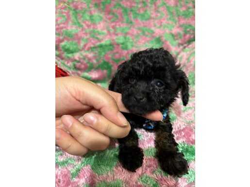 2 kg Mini toy poodle