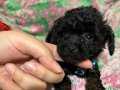 2 kg Mini toy poodle