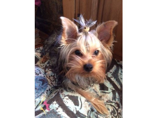 Yorkshire Terrier Erkek
