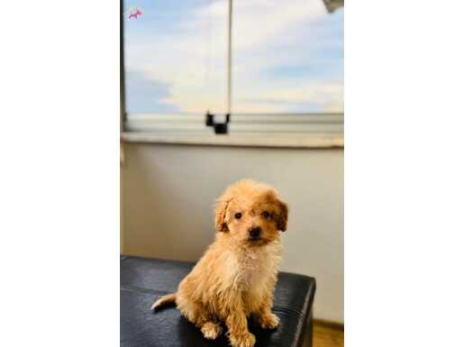 İki aylık Maltipoo Erkek