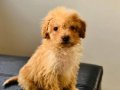 İki aylık Maltipoo Erkek