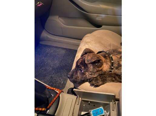 Presa canario yavru 3 aylık