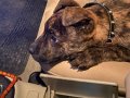 Presa canario yavru 3 aylık