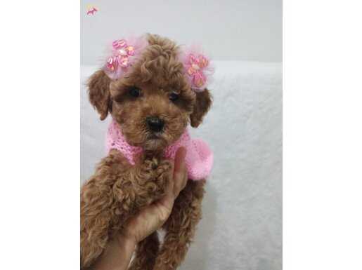 Toy poodle sevimli bir bebek 